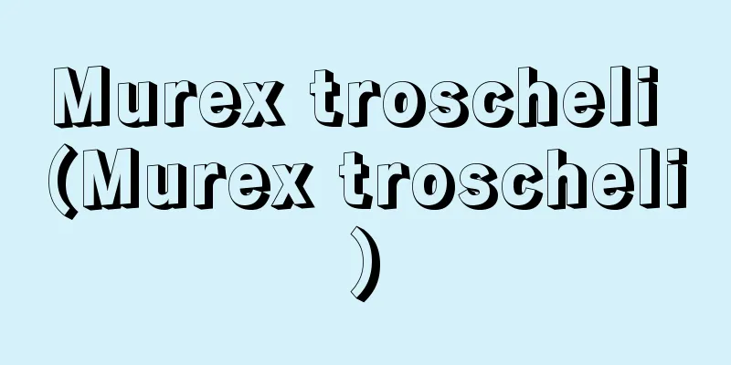 Murex troscheli (Murex troscheli)