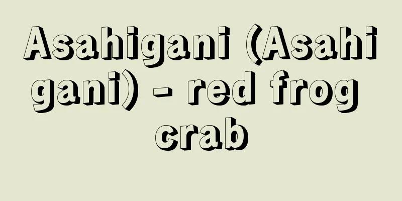 Asahigani (Asahigani) - red frog crab