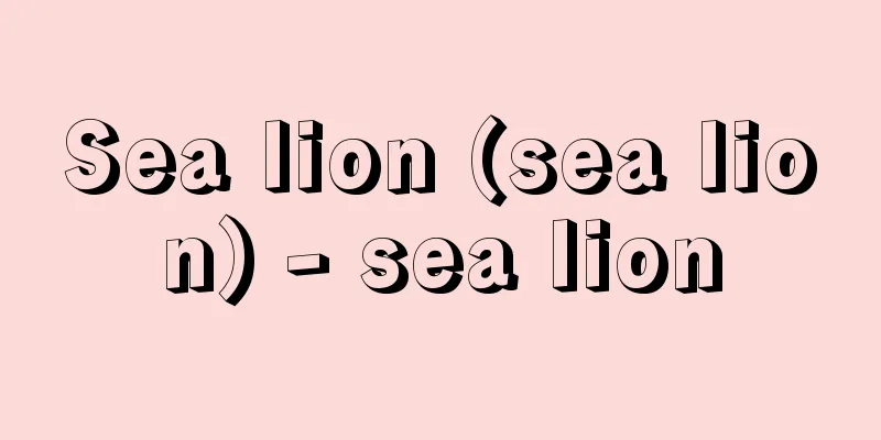 Sea lion (sea lion) - sea lion