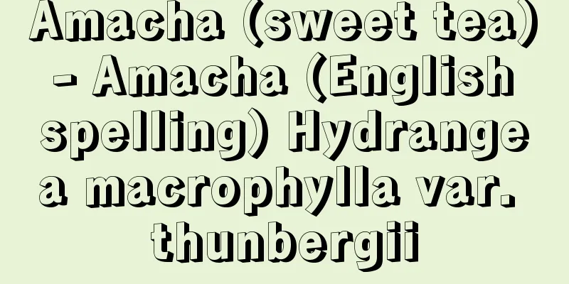 Amacha (sweet tea) - Amacha (English spelling) Hydrangea macrophylla var. thunbergii