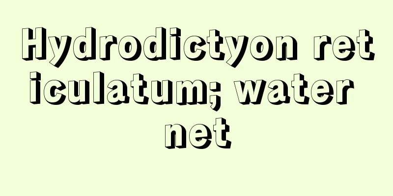 Hydrodictyon reticulatum; water net