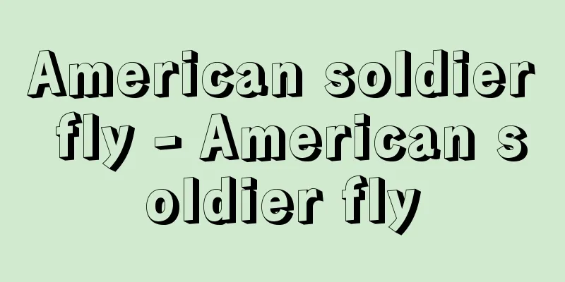 American soldier fly - American soldier fly