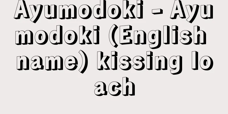 Ayumodoki - Ayumodoki (English name) kissing loach