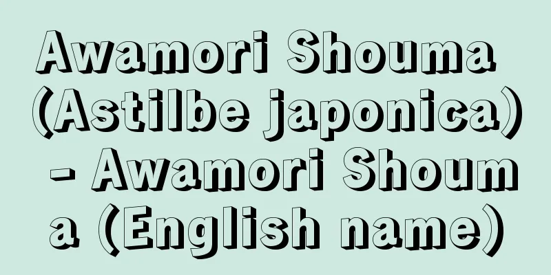 Awamori Shouma (Astilbe japonica) - Awamori Shouma (English name)