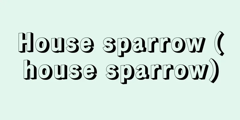 House sparrow (house sparrow)