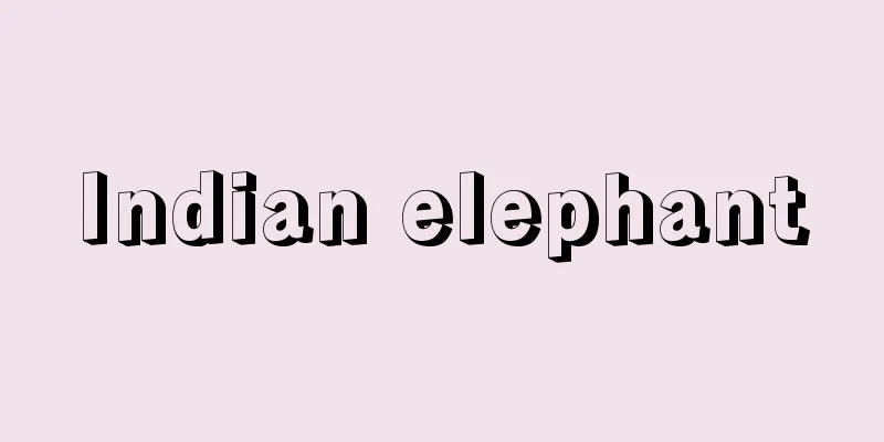 Indian elephant