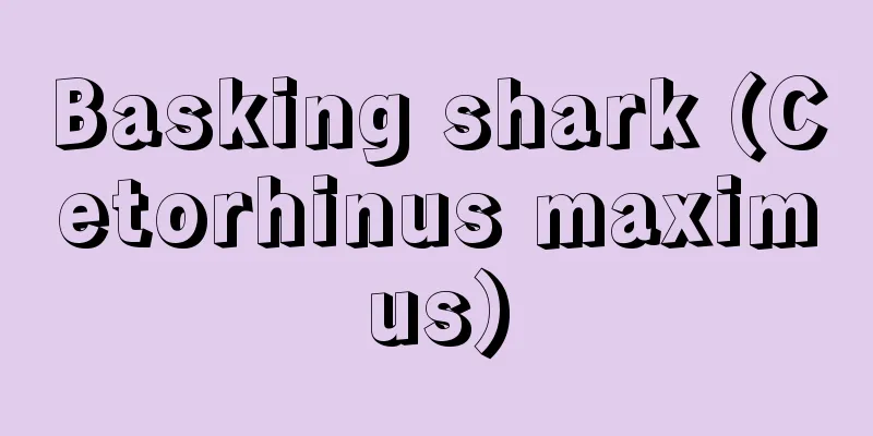 Basking shark (Cetorhinus maximus)