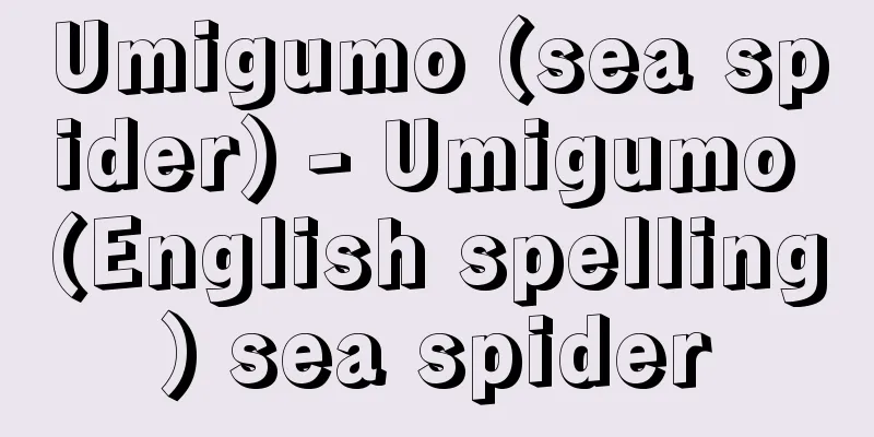 Umigumo (sea spider) - Umigumo (English spelling) sea spider
