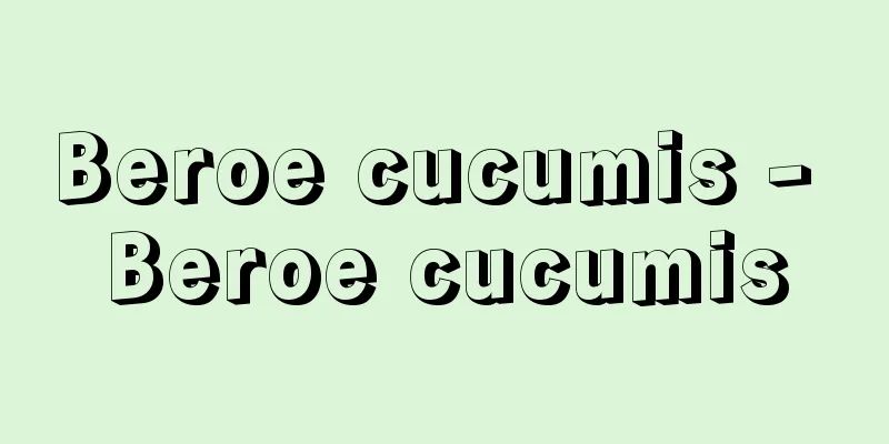 Beroe cucumis - Beroe cucumis