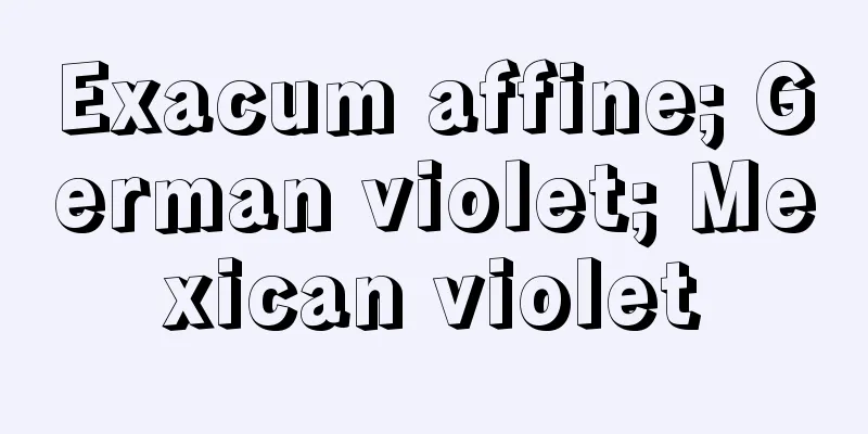 Exacum affine; German violet; Mexican violet