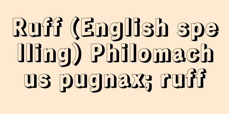 Ruff (English spelling) Philomachus pugnax; ruff