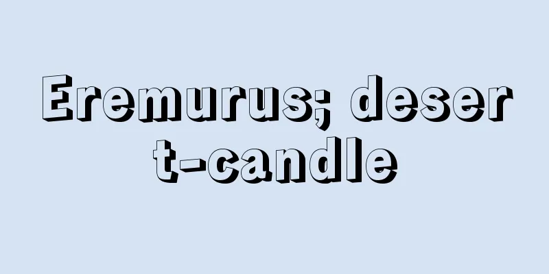 Eremurus; desert-candle