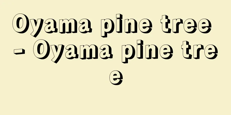 Oyama pine tree - Oyama pine tree