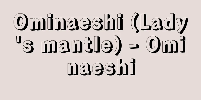 Ominaeshi (Lady's mantle) - Ominaeshi