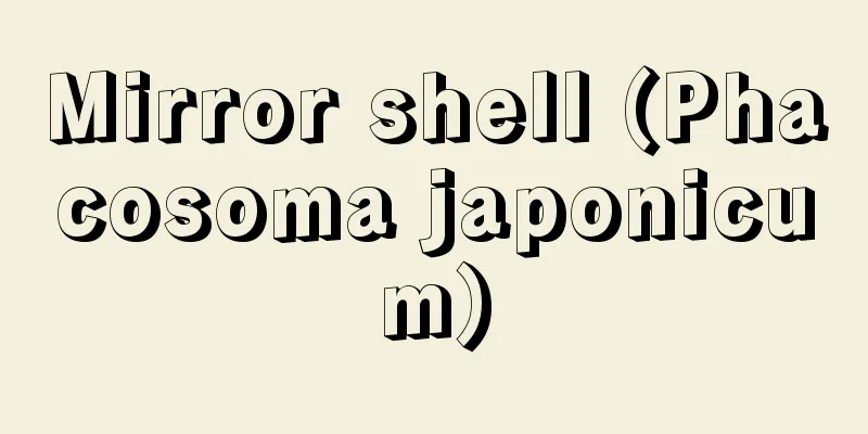 Mirror shell (Phacosoma japonicum)