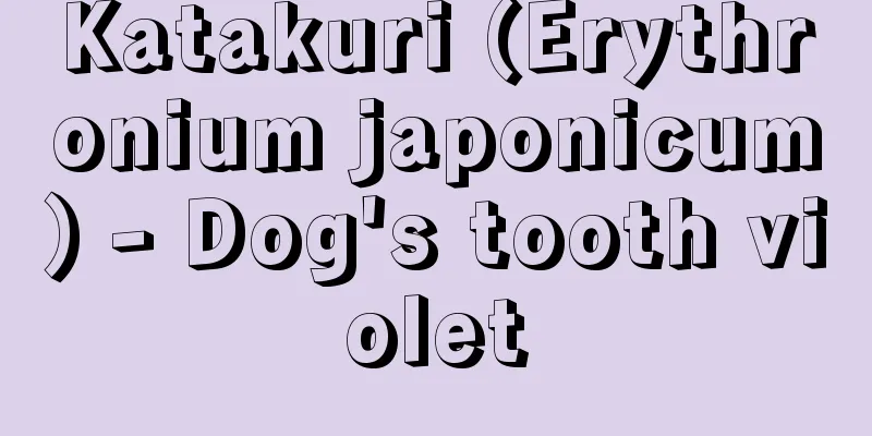 Katakuri (Erythronium japonicum) - Dog's tooth violet