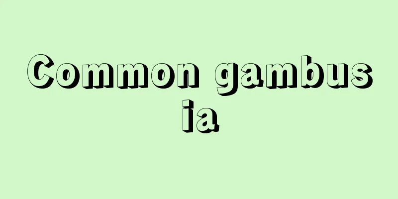 Common gambusia