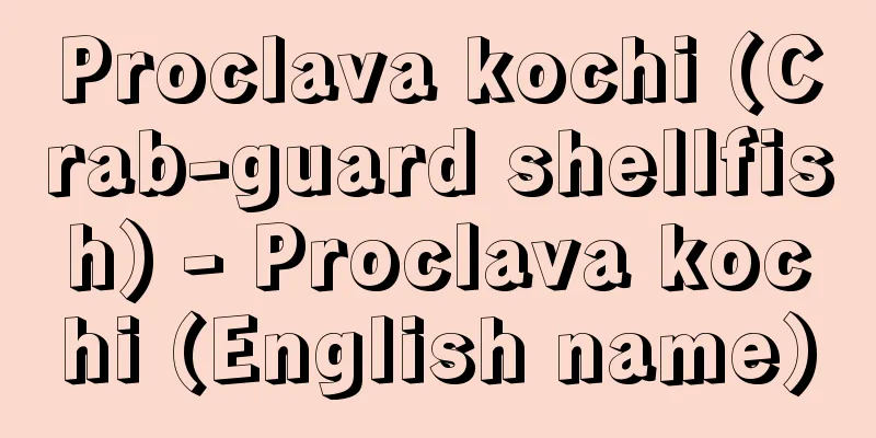 Proclava kochi (Crab-guard shellfish) - Proclava kochi (English name)
