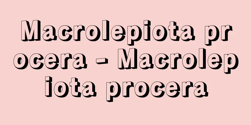 Macrolepiota procera - Macrolepiota procera