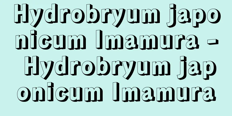 Hydrobryum japonicum Imamura - Hydrobryum japonicum Imamura