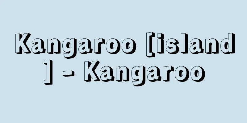 Kangaroo [island] - Kangaroo