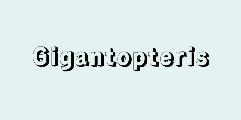 Gigantopteris