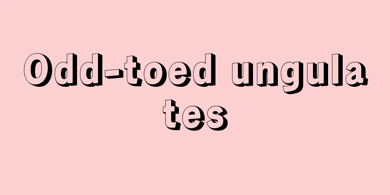 Odd-toed ungulates