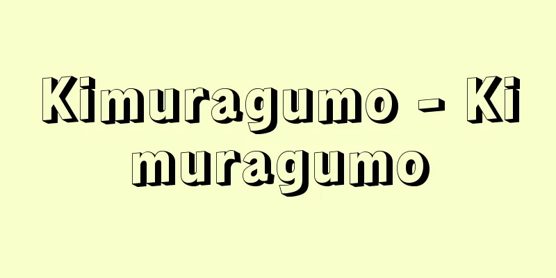 Kimuragumo - Kimuragumo