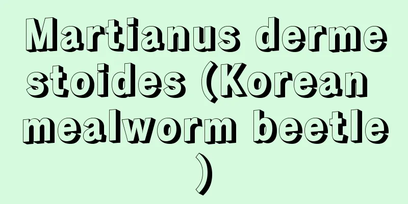 Martianus dermestoides (Korean mealworm beetle)