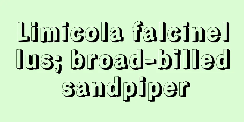 Limicola falcinellus; broad-billed sandpiper