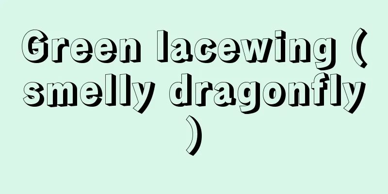 Green lacewing (smelly dragonfly)
