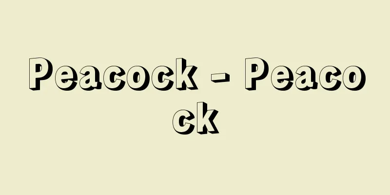 Peacock - Peacock
