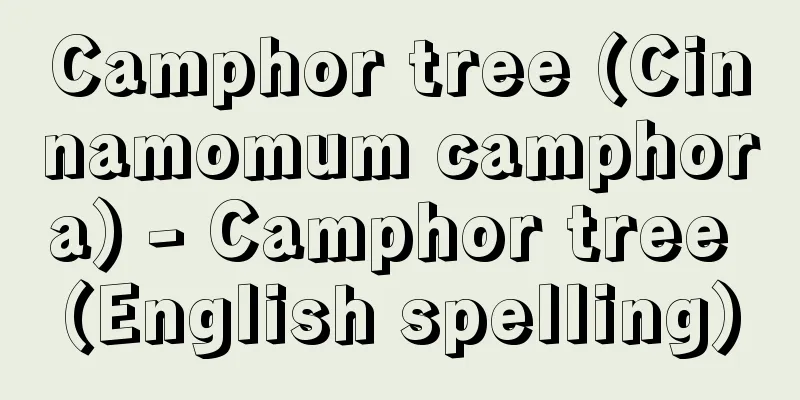 Camphor tree (Cinnamomum camphora) - Camphor tree (English spelling)