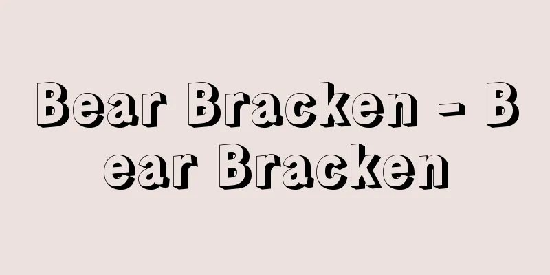 Bear Bracken - Bear Bracken