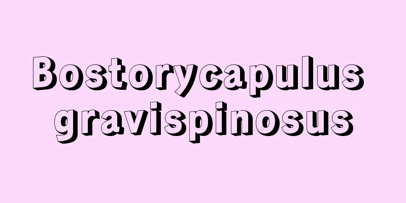 Bostorycapulus gravispinosus