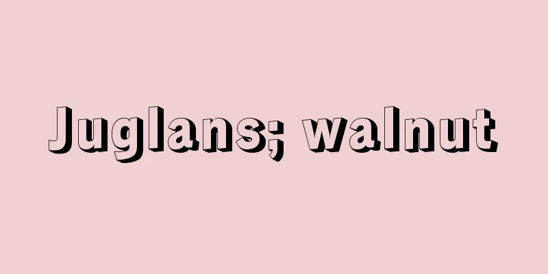Juglans; walnut