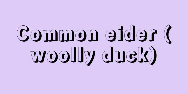 Common eider (woolly duck)