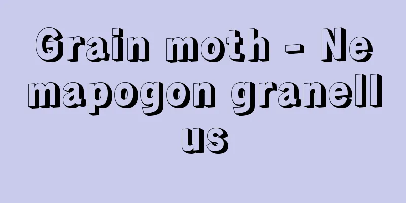 Grain moth - Nemapogon granellus