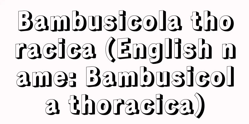 Bambusicola thoracica (English name: Bambusicola thoracica)