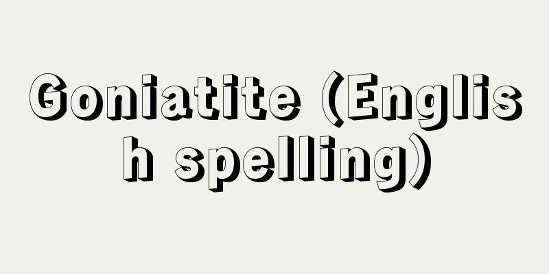 Goniatite (English spelling)