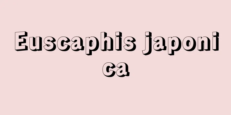 Euscaphis japonica