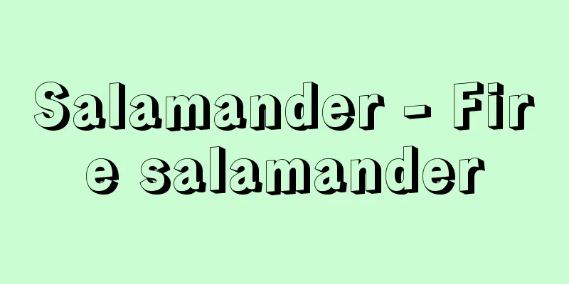 Salamander - Fire salamander