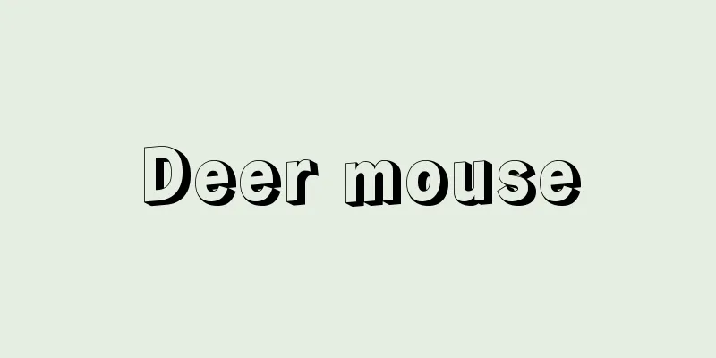 Deer mouse