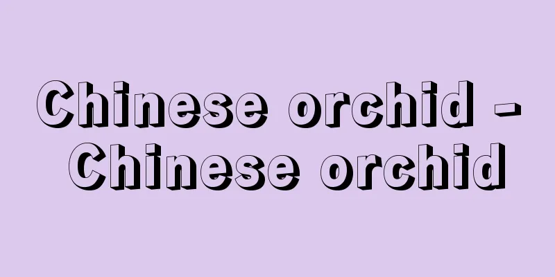Chinese orchid - Chinese orchid