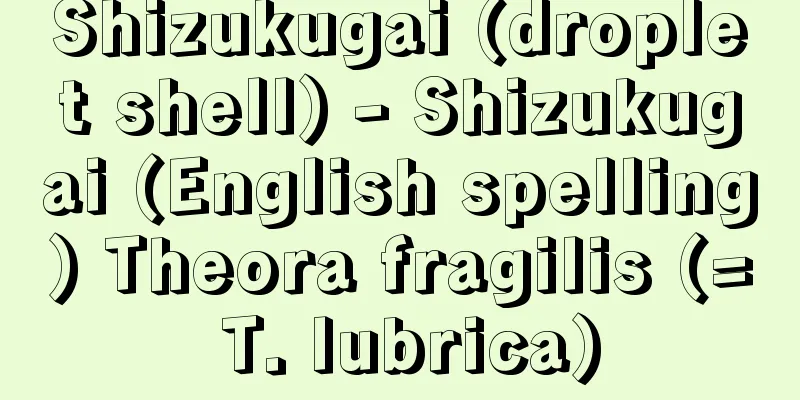 Shizukugai (droplet shell) - Shizukugai (English spelling) Theora fragilis (= T. lubrica)