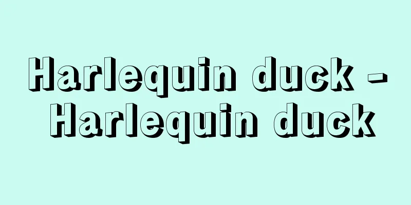 Harlequin duck - Harlequin duck