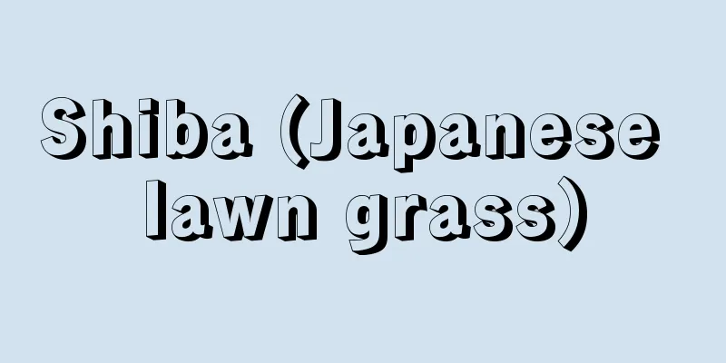 Shiba (Japanese lawn grass)