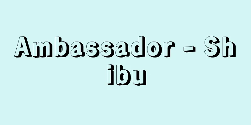 Ambassador - Shibu