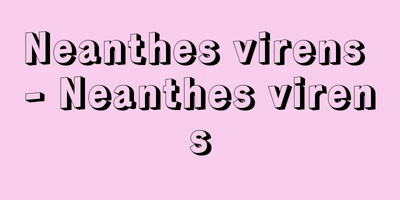 Neanthes virens - Neanthes virens