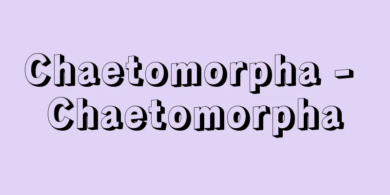 Chaetomorpha - Chaetomorpha